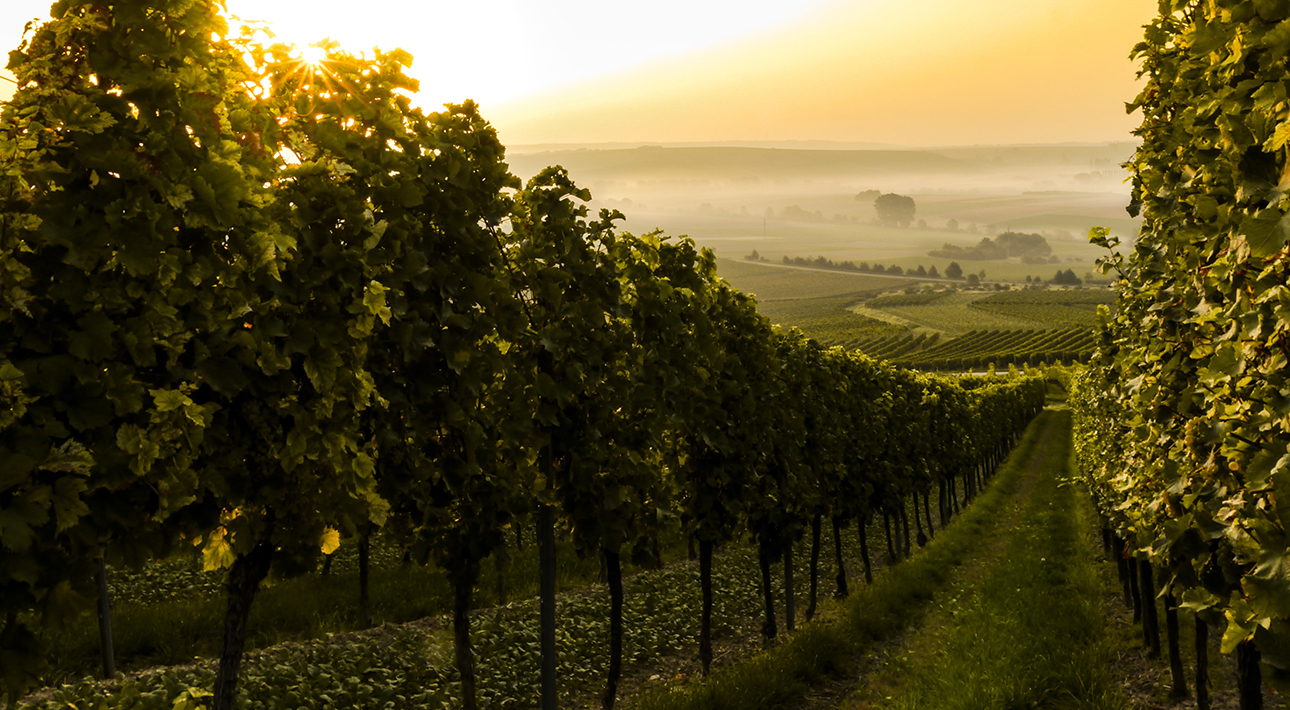 Фестиваль Riesling Weeks 2020: интервью с директором по маркетингу Института немецкого вина Штеффеном Шиндлером