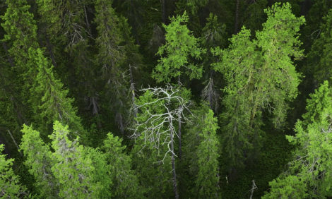Видео дня: WWF сняла фильм об экспедиции в дикую тайгу в Архангельской области
