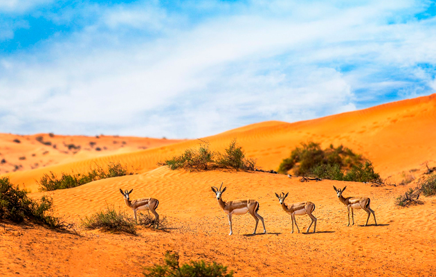 The Ritz-Carlton Ras Al Khaimah, Al Wadi Desert